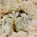 shrimp_mantis_li_h_0705_png2068.jpg